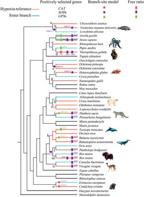 Adaptive evolution of antioxidase-related genes in hypoxia-tolerant mammals